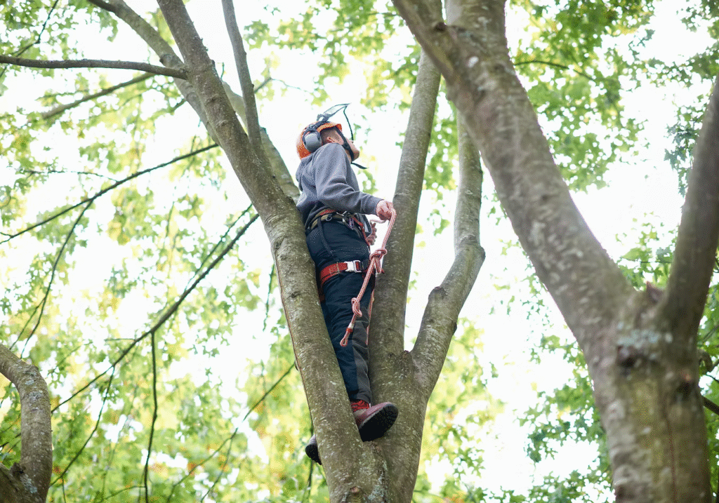 Tree Felling in New Romney