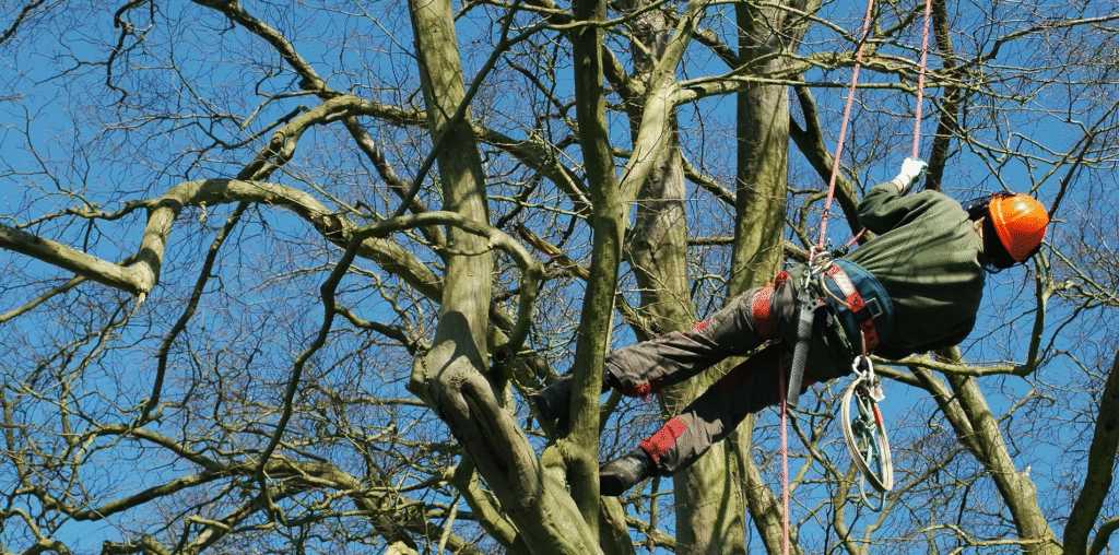 Trees R Us Tree Service Tree Surgeon New Romney | Tree Surgery Services | Tree Care